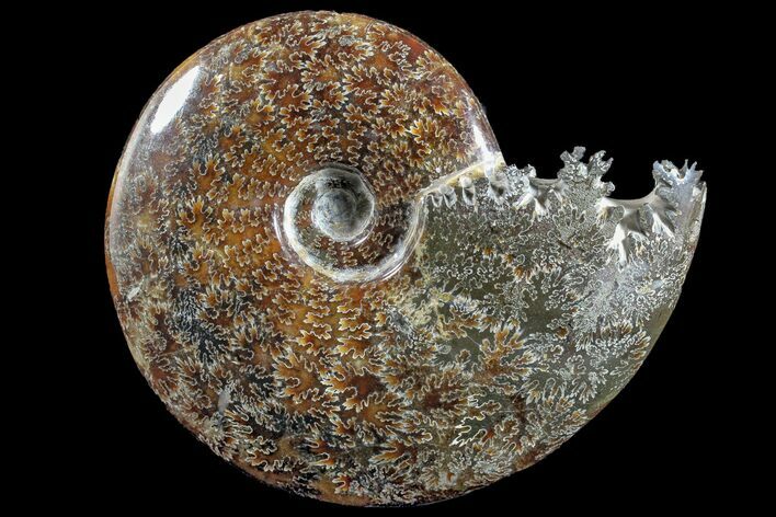 6.8" Polished Ammonite (Cleoniceras) Fossil - Madagascar